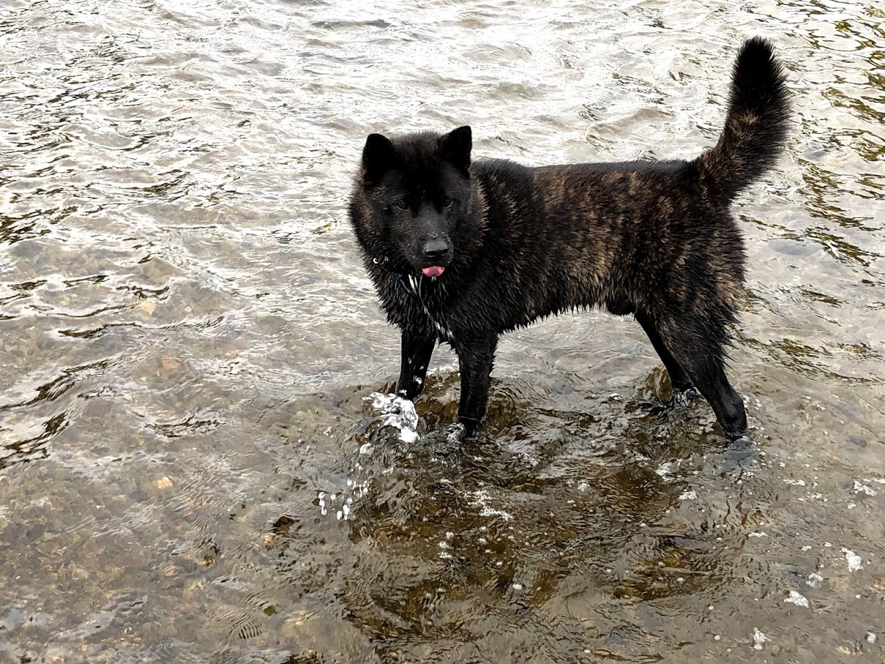 甲斐犬について