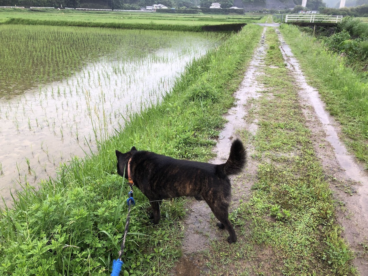 雨の日の朝の散歩